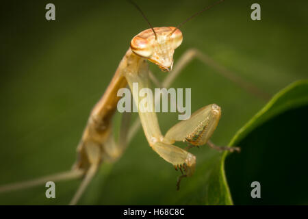 Close up cinese macro mantide religiosa ninfa di insetto Foto Stock