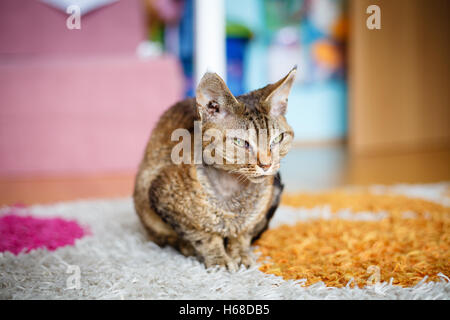 Devon Rex razza di gatto domestico Foto Stock