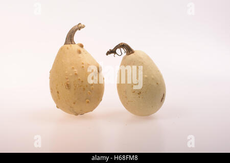 Due bianco calabashes decorativi Foto Stock