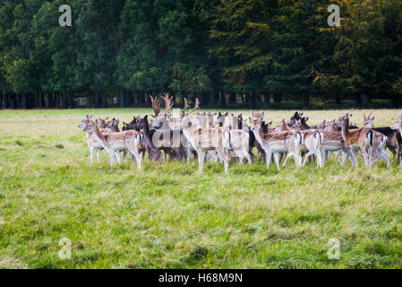 Cervi nel Phoenix Park di Dublino Foto Stock