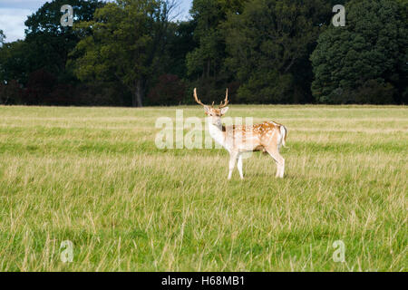 Cervi nel Phoenix Park di Dublino Foto Stock