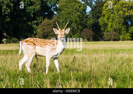 Cervi nel Phoenix Park di Dublino Foto Stock