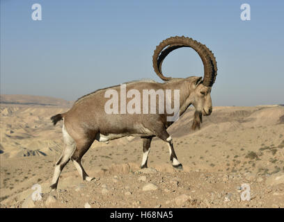 Ibex Nubiano - Capra nubiana Foto Stock