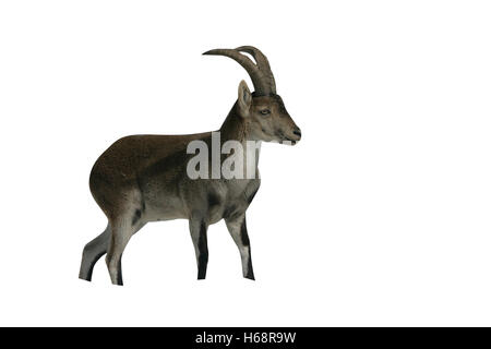 Spagnolo o Iberian ibex, Capra pyrenaica, unico mammifero in Spagna, inverno Foto Stock