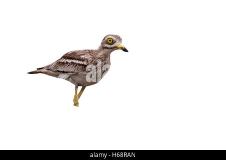 Pietra, curlew Burhinus oedicnemus, singolo uccello in prati, Bulgaria, Maggio 2010 Foto Stock