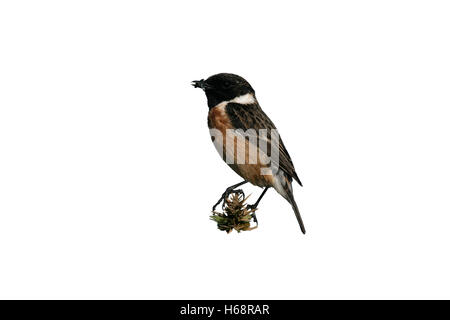 Stonechat, Saxicola torquata, singolo maschio su pesce persico, Scozia Foto Stock