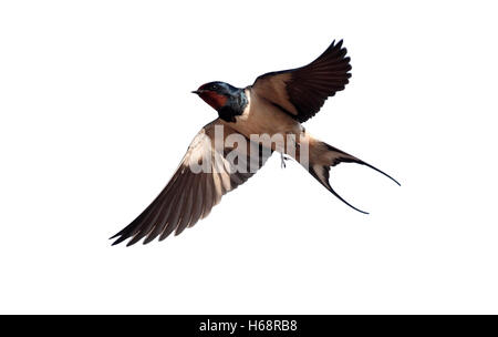 Swallow, Hirundo rustica, singolo uccello in volo contro il cielo blu, Portogallo, Marzo 2010 Foto Stock