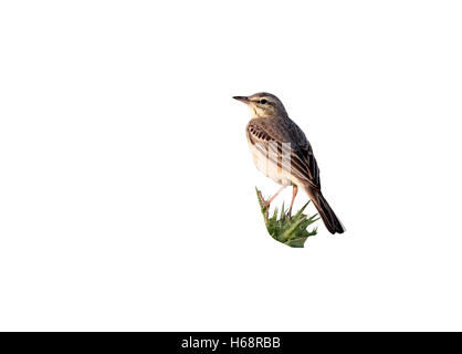 Bruno, pipit Anthus campestris, molla, Spagna Foto Stock