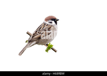 Tree sparrow, Passer montanus, singolo uccello sul ramo, Warwickshire, Aprile 2012 Foto Stock