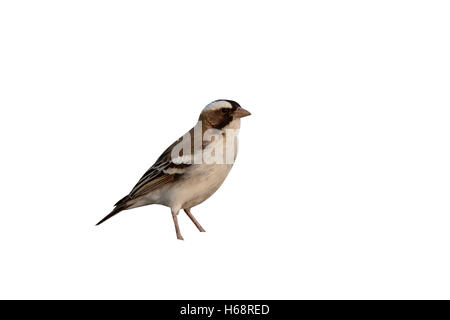 Bianco-browed sparrow-Weaver, Plocepasser mahali, singolo uccello sul pavimento, Sud Africa, Agosto 2016 Foto Stock