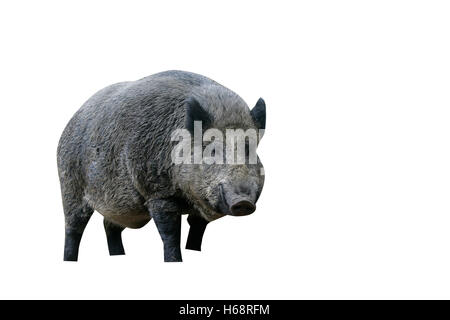 Il cinghiale Sus scrofa, unico mammifero in legno, Germania Foto Stock
