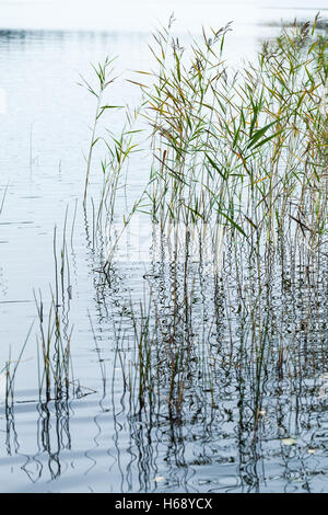 Sfondo naturale, foto verticale con acque costiere reed e ancora acqua di lago. Messa a fuoco selettiva Foto Stock