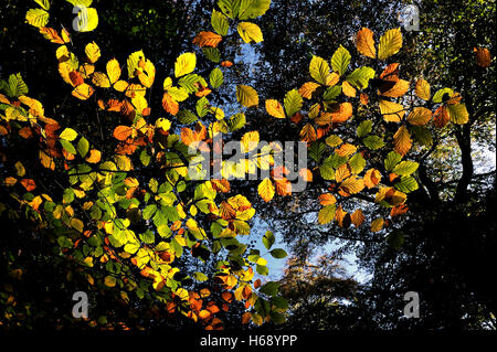 Foglie di autunno nella Foresta di Epping, Essex, Inghilterra, Regno Unito, Europa Foto Stock