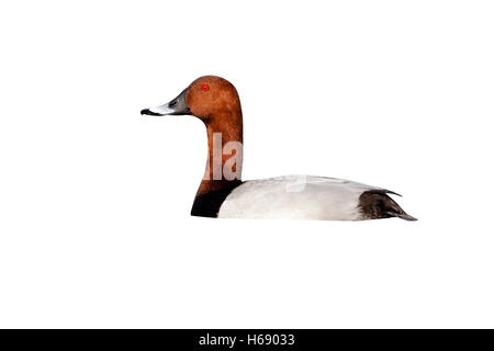 Pochard, Aythya ferina, singolo maschio su acqua, Warwickshire, Marzo 2012 Foto Stock