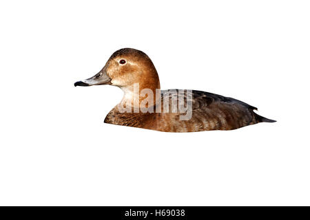 Pochard, Aythya ferina, unica donna sull'acqua, Warwickshire, Marzo 2012 Foto Stock