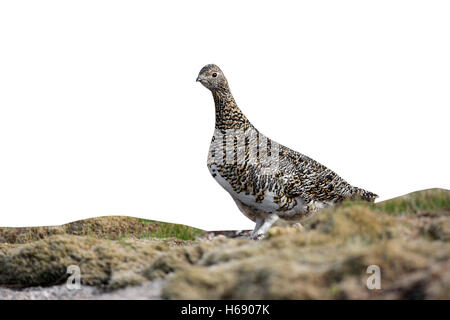 Pernice bianca, Lagopus mutus, femmina, Scozia, molla Foto Stock