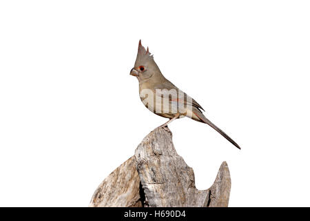 , Pyrrhuloxia Cardinalis sinuatus, Arizona, Stati Uniti d'America, inverno Foto Stock