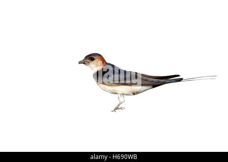 Rosso-rumped Swallow, Hirundo daurica, singolo uccello raccogliere fango,Bulgaria, Maggio 2010 Foto Stock