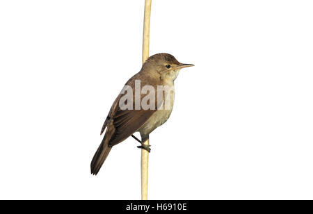 Reed trillo, Acrocephalus scirpaceus, singolo uccello sul ramo, REGNO UNITO Foto Stock