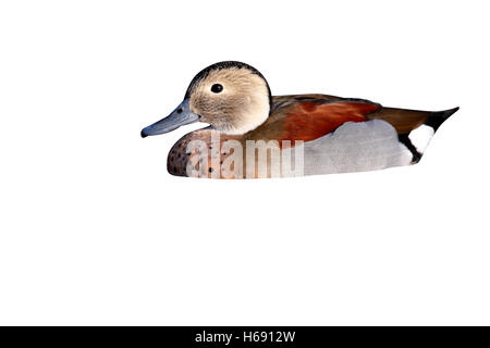 Di inanellare teal o collo ad anello teal, Callonetta leucophrys, maschio, originario del Sud America Foto Stock