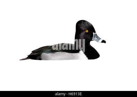 Anello di colli di anatra, Aythya collaris, maschio, Arizona, Stati Uniti d'America, inverno Foto Stock