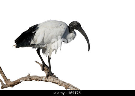 Ibis sacri, Threskiornis aethiopicus, singolo uccello sul ramo, Sud Africa, Agosto 2015 Foto Stock