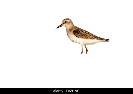 Semipalmated sandpiper, Calidris pusilla, New York, Stati Uniti d'america, estate Foto Stock