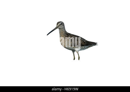 A breve fatturati, dowitcher Limnodromus griseus, in acqua in New York, Stati Uniti d'america, estate Foto Stock