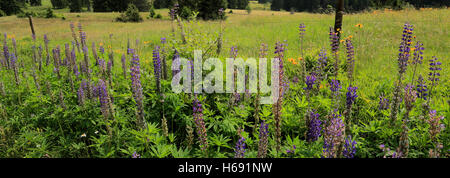 Lupino Bluebonnet (Lupinus polyphyllus), Foresta Nera vicino a Todtmoos town, Baden-Wuerttemberg, Germania, Europa Foto Stock