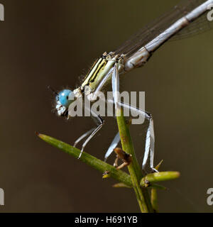 Platycnemis latipes. Damselfly maschio. Maimona burrone. Castelló. Spagna. Foto Stock