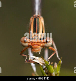 Platycnemis latipes. Damselfly femmina. Maimona burrone. Castelló. Spagna. Foto Stock