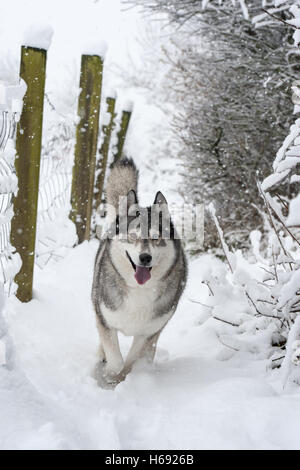 Husky correndo giù sentiero pubblico nella neve con la lingua di fuori eccitato e divertirsi. Foto Stock