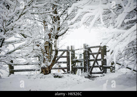 Wintery scena del sentiero pubblico passando attraverso un arco di coperta di neve rami che portano al gateway recintato. Foto Stock