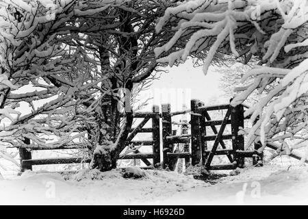 Wintery scena del sentiero pubblico passando attraverso un arco di coperta di neve rami che portano al gateway recintato. Foto Stock