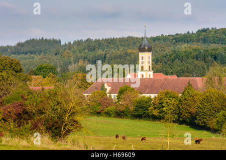 Gessertshausen: Oberschönenfeld Abbey, chiesa, mucche, Schwaben, Svevia, Baviera, Baviera, Germania Foto Stock