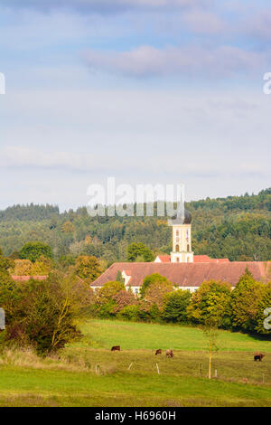 Gessertshausen: Oberschönenfeld Abbey, chiesa, mucche, Schwaben, Svevia, Baviera, Baviera, Germania Foto Stock