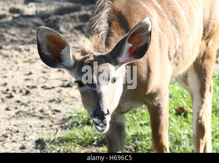 Femmina curioso South African maggiore Kudu antilope (Tragelaphus strepsiceros) rivolta verso la telecamera Foto Stock