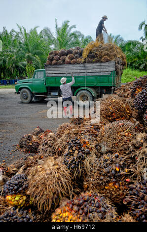 I lavoratori delle piantagioni preparazione allo scarico appena raccolto delle palme da olio grappoli di frutta presso un punto di raccolta. Foto Stock