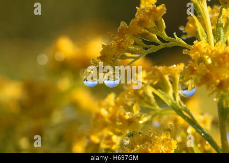 Oro canadese, Solidago canadensis e rugiada di mattina Foto Stock