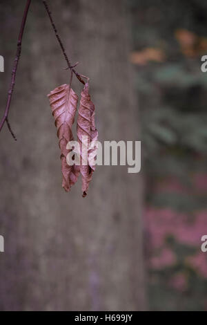 Dead faggio foglie in un bosco in Cornovaglia. Foto Stock