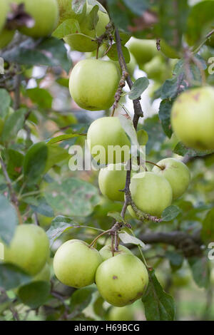 Golden Delicious sull'albero. Foto Stock