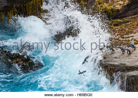 Pinguini saltaroccia sfidando la zona di Surf nelle isole Falkland. Foto Stock