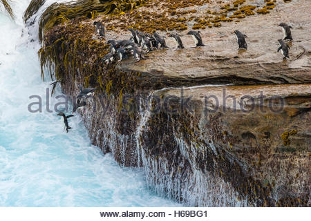 Pinguini saltaroccia sfidando la zona di Surf nelle isole Falkland. Foto Stock