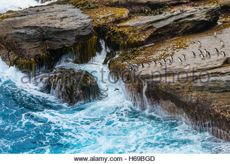 Pinguini saltaroccia sfidando la zona di Surf nelle isole Falkland. Foto Stock