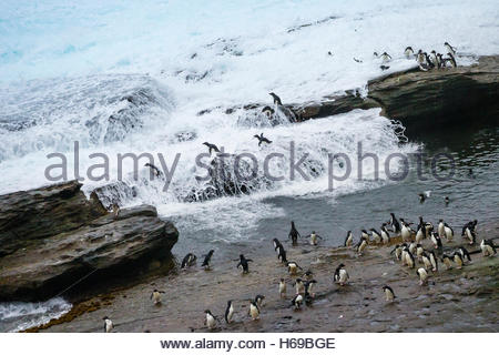 Pinguini saltaroccia sfidando la zona di Surf nelle isole Falkland. Foto Stock