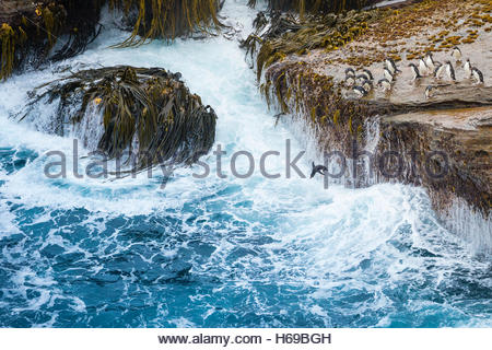 Pinguini saltaroccia sfidando la zona di Surf nelle isole Falkland. Foto Stock