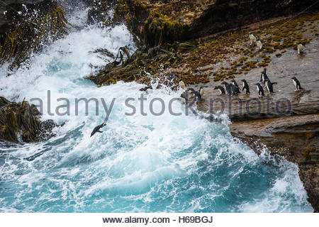 Pinguini saltaroccia sfidando la zona di Surf nelle isole Falkland. Foto Stock