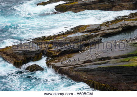 Pinguini saltaroccia sfidando la zona di Surf nelle isole Falkland. Foto Stock