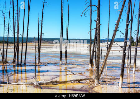 Gli alberi morti e acque poco profonde al Firehole Lake Drive nel Parco Nazionale di Yellowstone Foto Stock