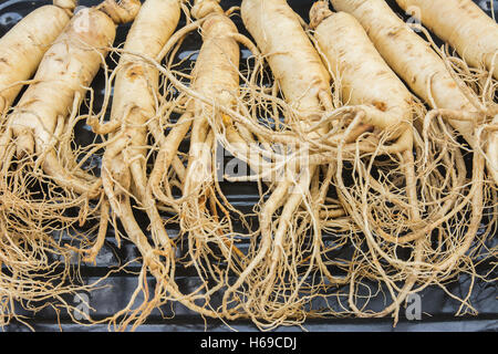 Vista superiore del secco radici di ginseng sulla piastra metallica. Foto Stock